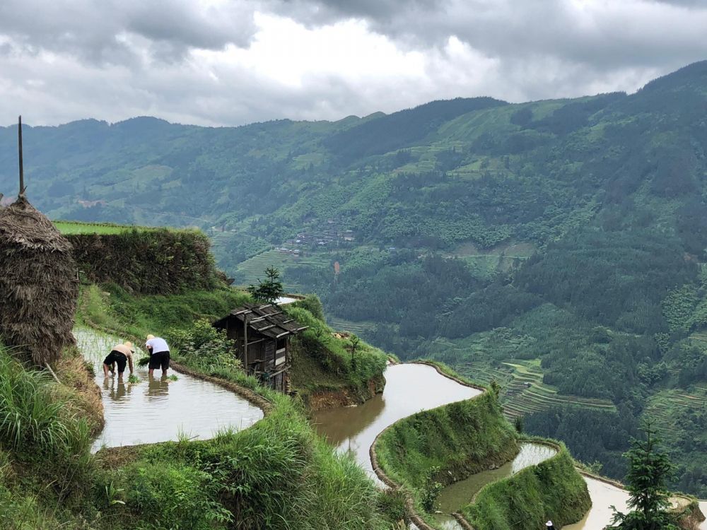 Rice fields of Guizhou, China